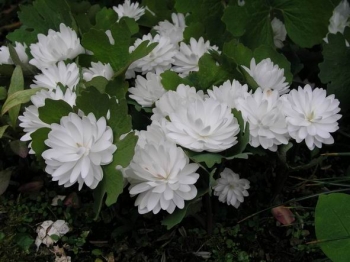 sklep ogrodniczy - Sangwinaria kanadyjska FLORE PLENO syn.'Multiplex' Sanguinaria canadensis /P11 *TP