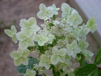 rośliny ogrodowe - Hortensja bukietowa SHIKOKU FLASH Hydrangea paniculata C5/30cm *K17