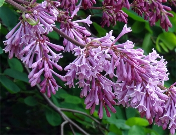 rośliny ogrodowe - Lilak Josiki L.węgierski Syringa josikaea C5/80-100cm *K19