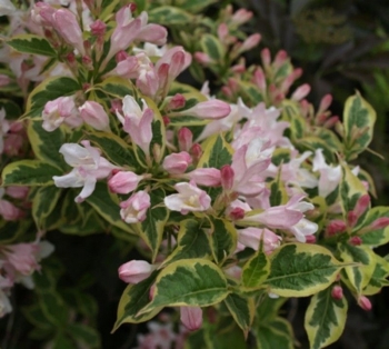 sklep ogrodniczy - Krzewuszka Nana Variegata /C2