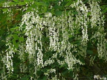 sklep ogrodniczy - Strączyn żółty Cladrastis lutea syn.Cladrastis kentukea C2/20-30cm *K21