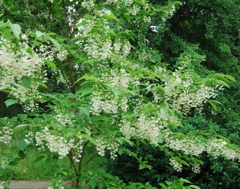 rośliny ozdobne - Styrakowiec chiński Pterostyrax corymbosa C3/160-180cm *K6