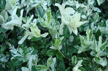 rośliny ogrodowe - Trzmielina japońska HARLEQUIN Euonymus japonicus /P9