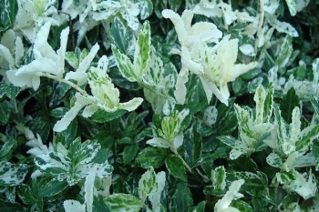 sklep ogrodniczy - Trzmielina japońska HARLEQUIN Euonymus japonicus /P9