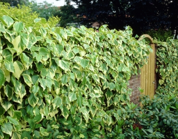 rośliny ozdobne - Bluszcz kolchidzki DENTATA VARIEGATA Hedera colchica C1-C2/80cm