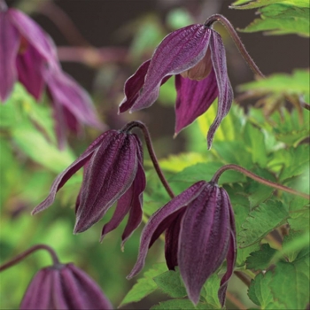 rośliny ogrodowe - Clematis BRUNETTE Powojnik botaniczny