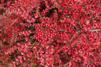 sklep ogrodniczy - Irga pozioma VARIEGATUS Cotoneaster horizontalis (atropurpureus) C4/50-60cm