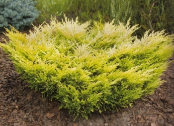 rośliny ozdobne - Jałowiec płożący LIMEGLOW Juniperus horizontalis C2/20-30cm *4