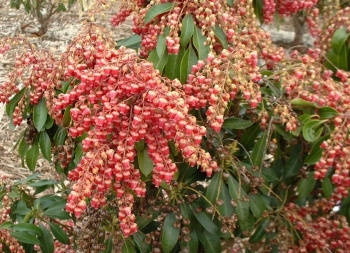 rośliny ogrodowe - Pieris japoński VALEY VALENTINE 6-letni Pieris japonica C4/30-50cm *12