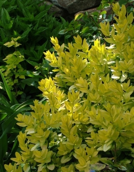 rośliny ogrodowe - Bukszpan wieczniezielony LATIFOLIA MACULATA Buxus sempervirens Lawson'sGold C2/20cm *16