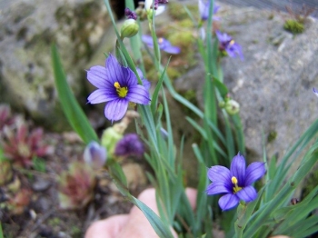 sadzonki - Miecznica wąskolistna niebieska Sisyrinchium angustifolium /P9-P7
