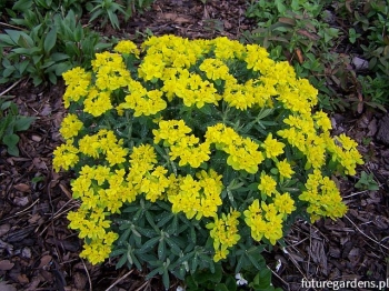 rośliny ozdobne - Wilczomlecz pstry Euphorbia polychroma syn. Euphorbia epithymoides -C2 *K7