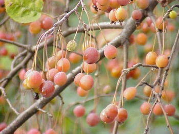 rośliny ogrodowe - Jabłoń japońska 'Coutabri' POM ZAI Malus misa C5/30-40cm *K17