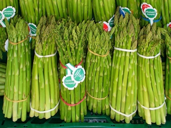 rośliny ozdobne - Szparag lekarski odm. EPOSS w doniczce Asparagus officinalis /P15 *68T