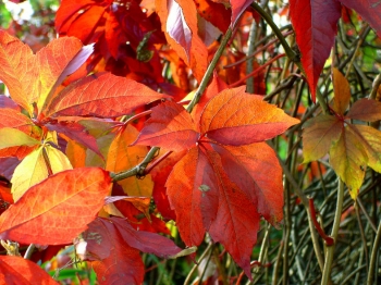 sadzonki - Winobluszcz pięciolistkowy (tzw. dzikie wino syn. Parthenocissus quinquefolia) C2