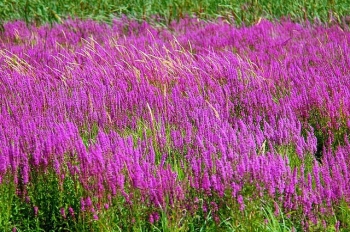 rośliny ozdobne - Krwawnica pospolita Lythrum salicaria /P9