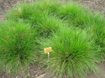 rośliny ogrodowe - Śmiałek darniowy BRONZESCHLEIER Deschampsia cespitosa /C2 *5