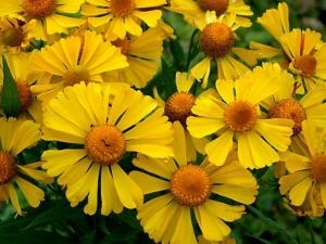 rośliny ozdobne - Dzielżan HELENA GOLD Helenium autumnale /C2