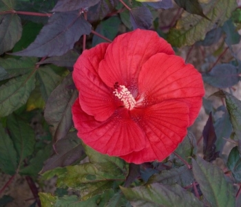 rośliny ogrodowe - Hibiscus bylinowy XXL odmiana MIDNIGHT MARVEL Ketmia C5