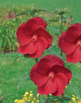 rośliny ogrodowe - Hibiscus bylinowy XXL odmiana MY VALENTINE Ketmia C5