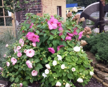 rośliny ozdobne - Hibiscus bylinowy XXL odmiana BERRYLICIOUS Ketmia C5