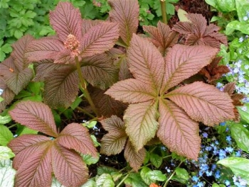 rośliny ogrodowe - Rodgersja pierzasta SUPERBA Rodgersia pinnata /P9 *11
