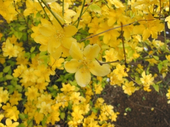 sklep ogrodniczy - Złotlin japoński GOLDEN GUINEA Kerria japonica C3