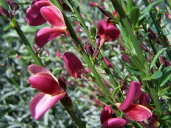 sklep ogrodniczy - Szczodrzeniec Żarnowiec HOLLANDIA (Cytisus Hollandia)