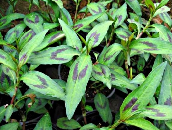 rośliny ogrodowe - Persicaria wonna 'Vietnamese Coriander' Persicaria odorata zw.Wietnamska kolendra /C2