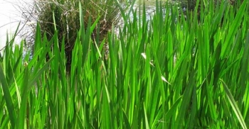 rośliny ogrodowe - Tatarak zwyczajny Acorus calamus