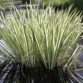 rośliny ozdobne - Tatarak zwyczajny VARIEGATUS Acorus calamus /C7,5