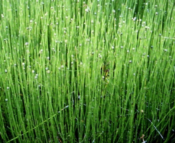 rośliny ozdobne - Skrzyp arktyczny Equisetum scirpoides