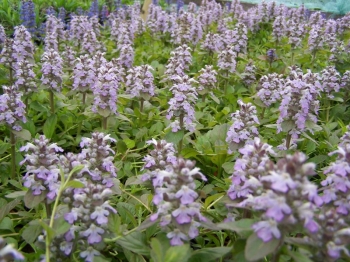 rośliny ogrodowe - Dąbrówka rozłogowa Atropurpurea różowa (Ajuga reptans Atropurpurea) 3 SZT.