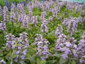 rośliny ozdobne - Dąbrówka rozłogowa Atropurpurea różowa (Ajuga reptans Atropurpurea) 3 SZT.