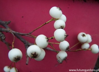 rośliny ozdobne - Jarząb setschwanensis Sorbus setschwanensis C5/60-80cm *20K