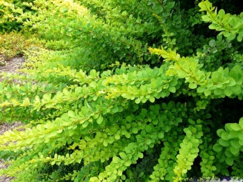 rośliny ogrodowe - Berberys Thunberga GREEN CARPET Berberis Thunbergii