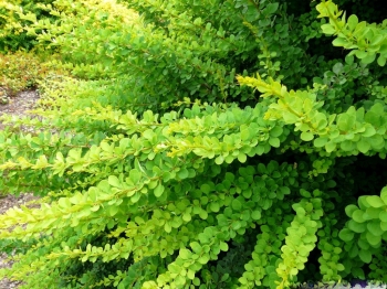 sklep ogrodniczy - Berberys Thunberga GREEN CARPET Berberis Thunbergii