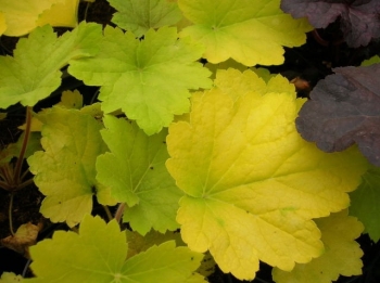 rośliny ogrodowe - Żurawka ELECTRIC LIME Heuchera