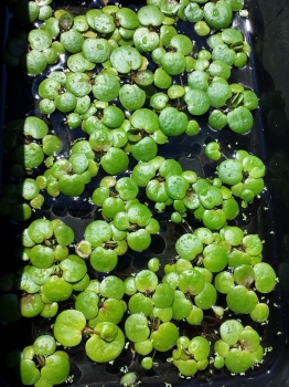 rośliny ozdobne - Limnobium gąbczaste - Limnobium spongia