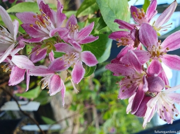 sklep ogrodniczy - Żylistek mieszańcowy Strawberry Fields (Deutzia hybrida) C3/60-80cm *K19