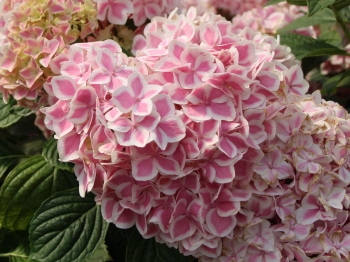 rośliny ozdobne - Hortensja ogrodowa Forever & Ever® PEPPERMINT Hydrangea macrophylla /C2 *9