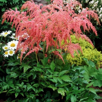 sadzonki - Tawułka Arendsa BRESSINGHAM BEAUTY Astilbe x arendsii
