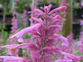 sadzonki - Kłosowiec TUTTI FRUTTI Agastache barberi