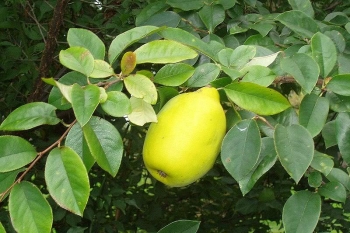 rośliny ozdobne - Pigwa chińska Pseudocydonia sinensis C7,5/1,2-1,4m *6