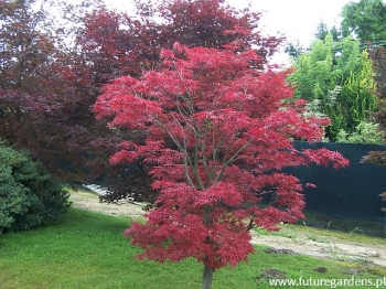 sklep ogrodniczy - Klon palmowy ATROPURPUREUM Acer palmatum C5/60-100cm *T75