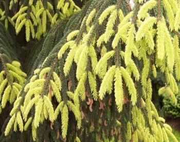 rośliny ogrodowe - Świerk kaukaski AUREOSPICATA syn.Picea orientalis 'Aurea' C3/70cm