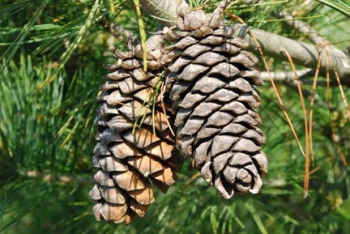 sklep ogrodniczy - Sosna ARMANDA Pinus armandii C3/30-40cm *K4