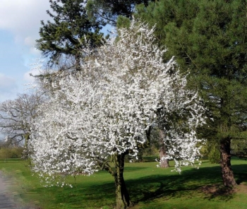 sadzonki - Mirabelka z Nancy Śliwa ałycza Prunus cerasifera
