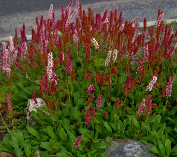 sadzonki - Rdest pokrewny Polygonum affine Syn. Bisorta affinis /P12