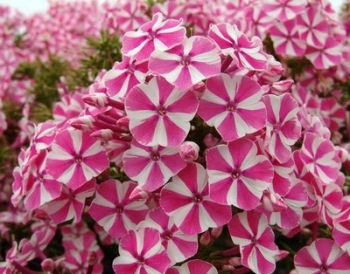 sadzonki - Płomyk plamisty NATASCHA Floks Phlox maculata